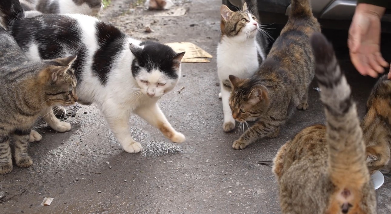 20 yıldır sokak kedilerine annelik yapıyor: "Sadece sevgi istiyorlar"
