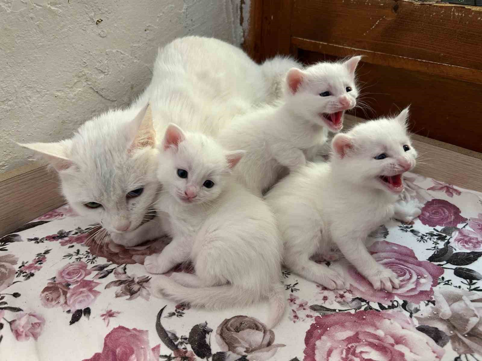 2026 yılının ilk Van kedisi yavruları doğdu
