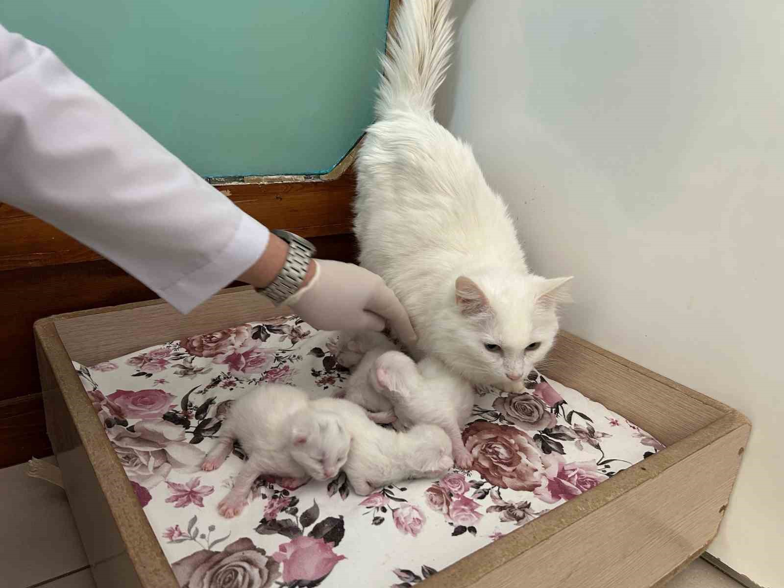 2026 yılının ilk Van kedisi yavruları doğdu
