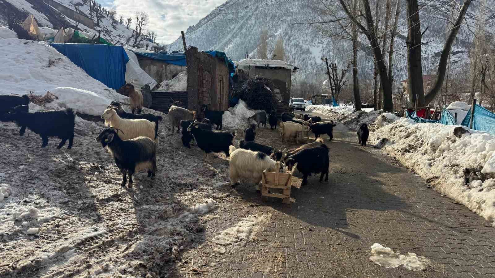 30 keçinin telef olduğu kayaların düştüğü bölge gündüz görüntülendi
