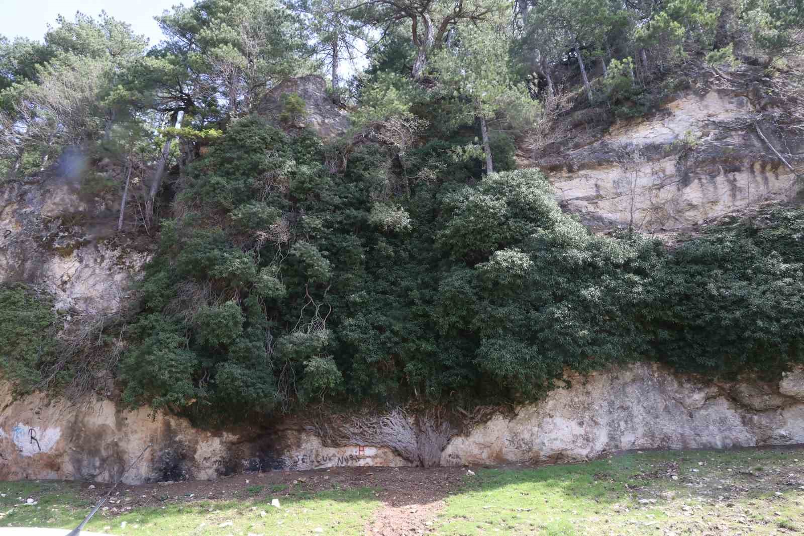 4 bin yıllık sarmaşığın gölgesinde baharı karşıladılar
