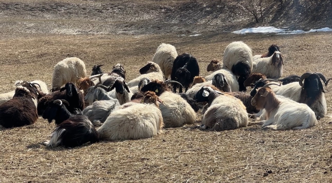 40 kilometre arayla iki mevsim: Yüksekova’da kar, Esendere’de bahar mesaisi
