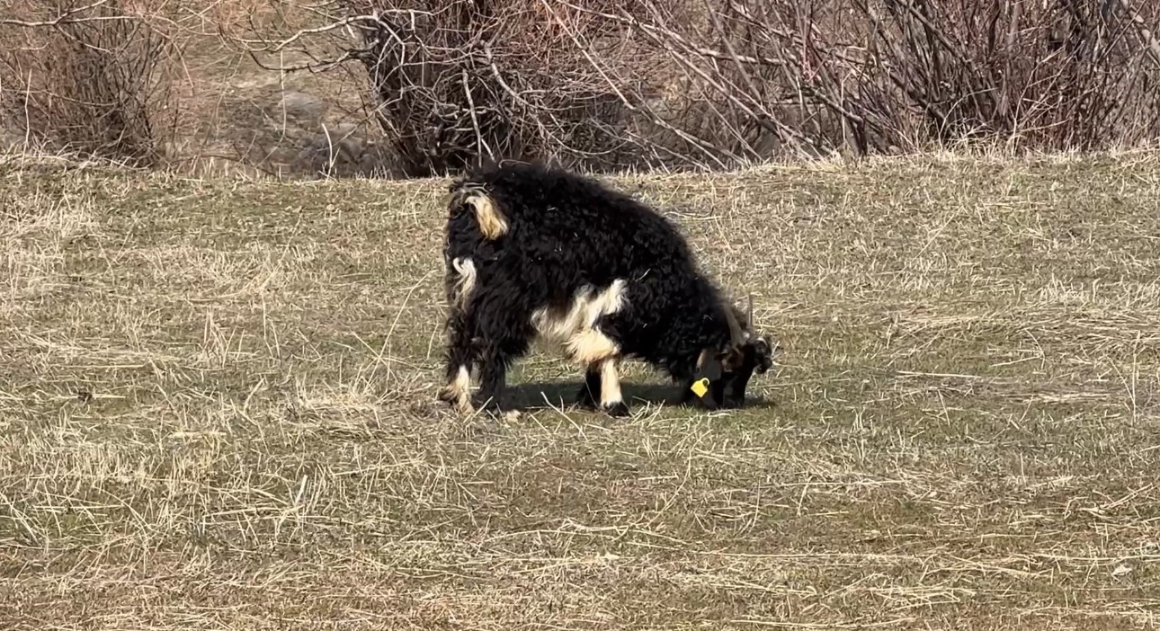 40 kilometre arayla iki mevsim: Yüksekova’da kar, Esendere’de bahar mesaisi
