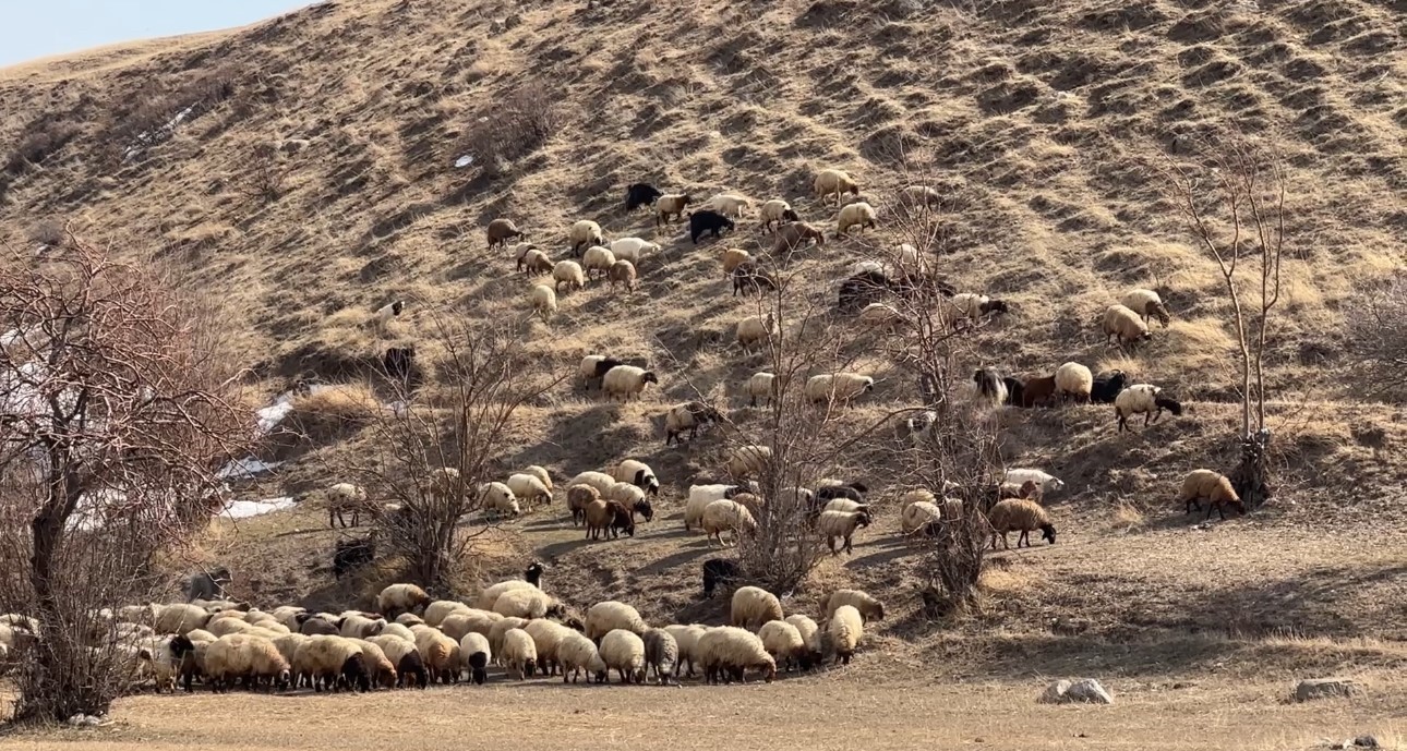 40 kilometre arayla iki mevsim: Yüksekova’da kar, Esendere’de bahar mesaisi
