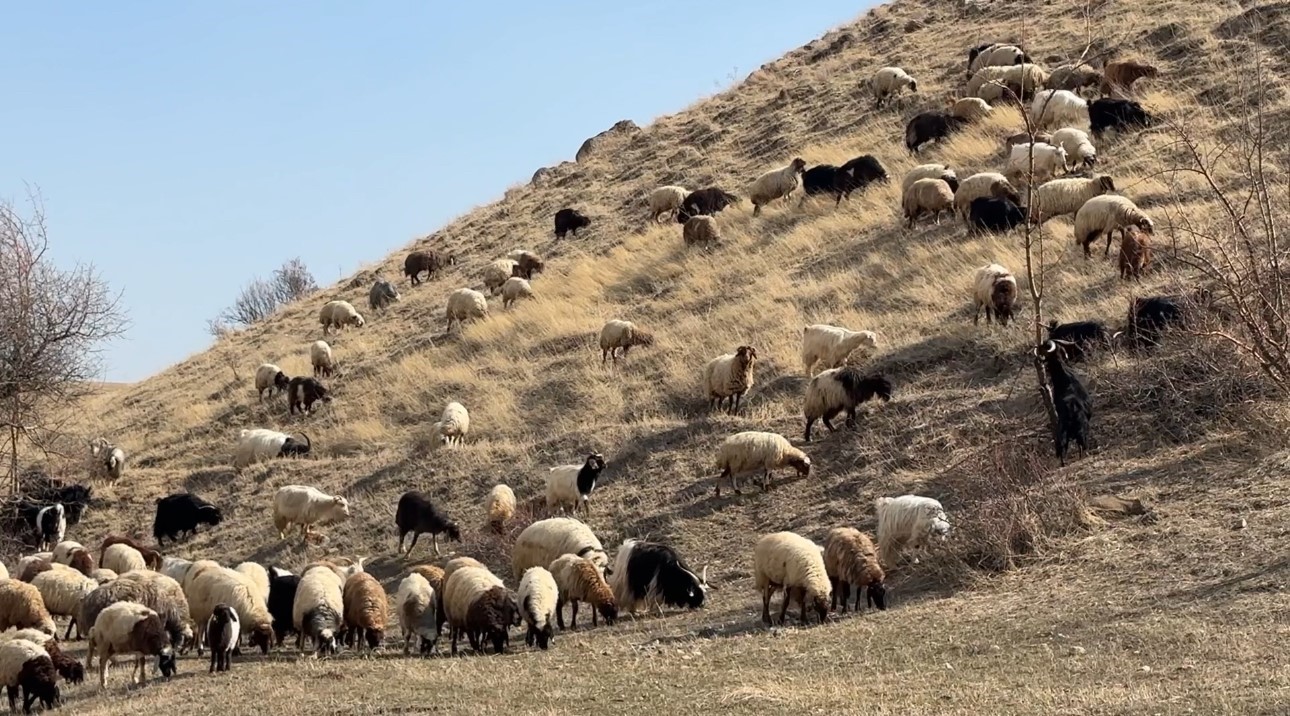 40 kilometre arayla iki mevsim: Yüksekova’da kar, Esendere’de bahar mesaisi
