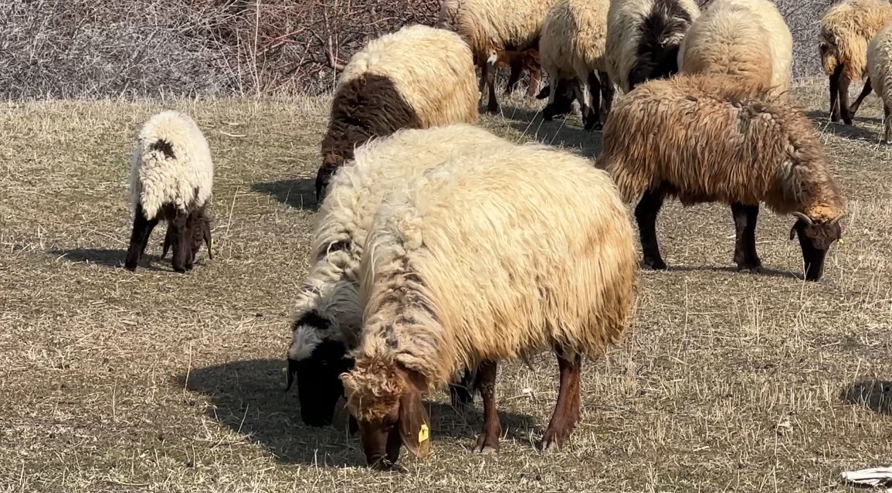 40 kilometre arayla iki mevsim: Yüksekova’da kar, Esendere’de bahar mesaisi
