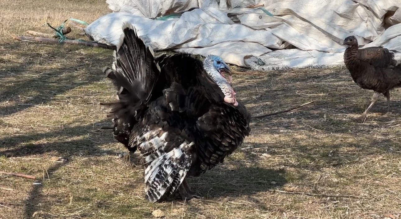 40 kilometre arayla iki mevsim: Yüksekova’da kar, Esendere’de bahar mesaisi
