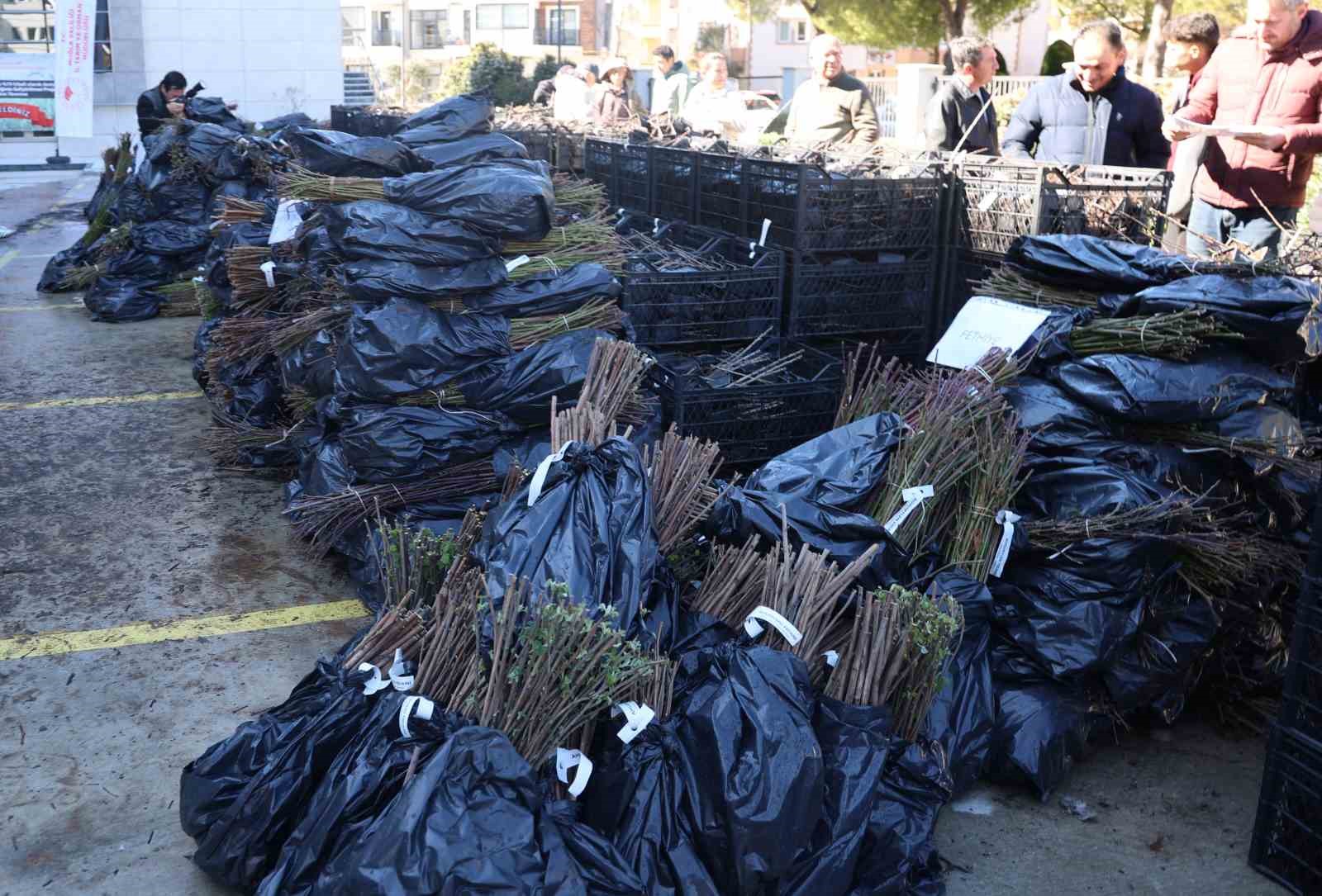 50 bin adet üzümsü fidan dağıtıldı
