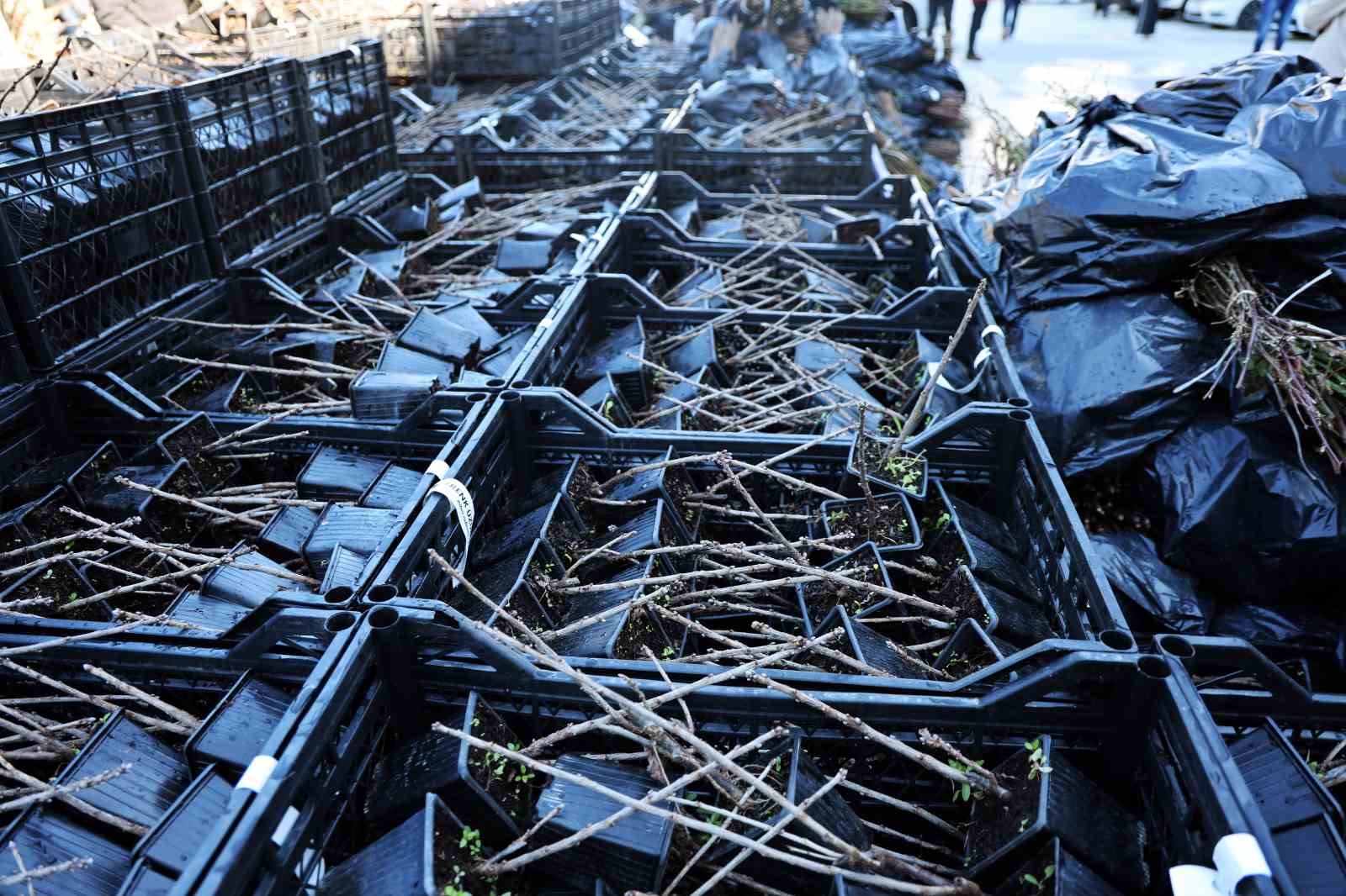 50 bin adet üzümsü fidan dağıtıldı
