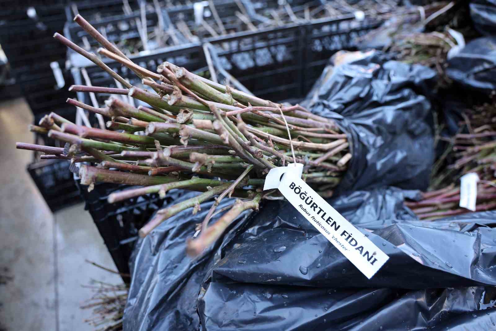 50 bin adet üzümsü fidan dağıtıldı
