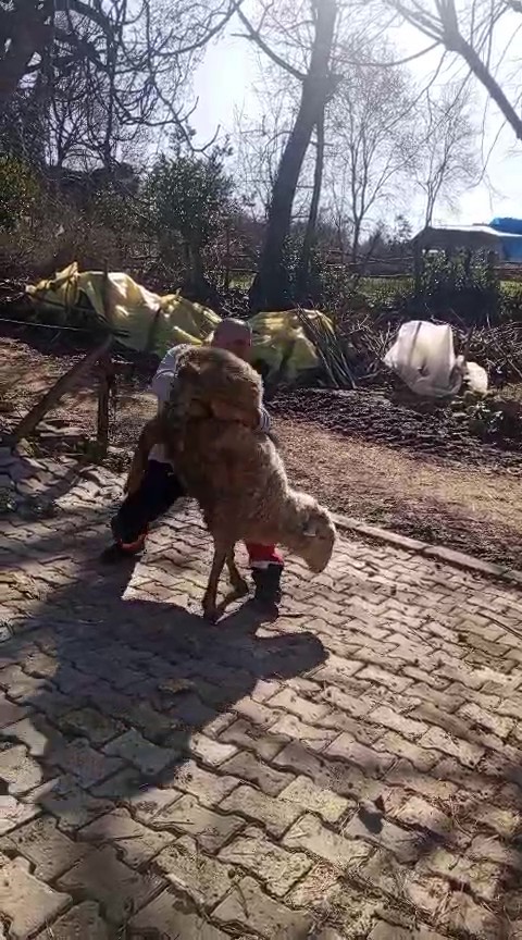 51 yaşındaki dünya şampiyonu, güreşçi koçla antrenman yaptı
51 yaşındaki dünya şampiyonu, güreşçi koçla antrenman yaptı