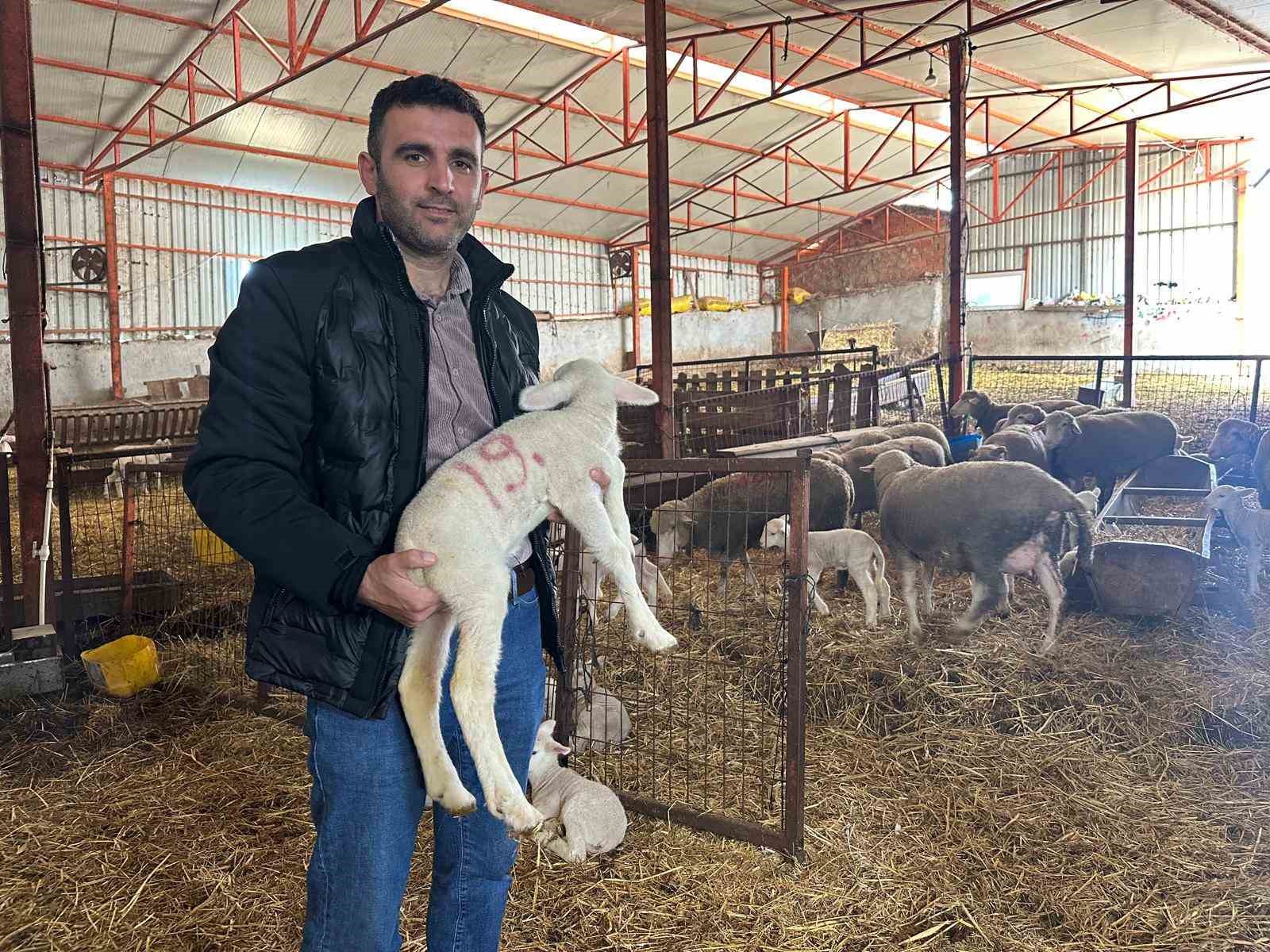 57 yıldır safkan damızlık Karacabey merinosu yetiştiriyorlar, birçok sürüde imzaları var
