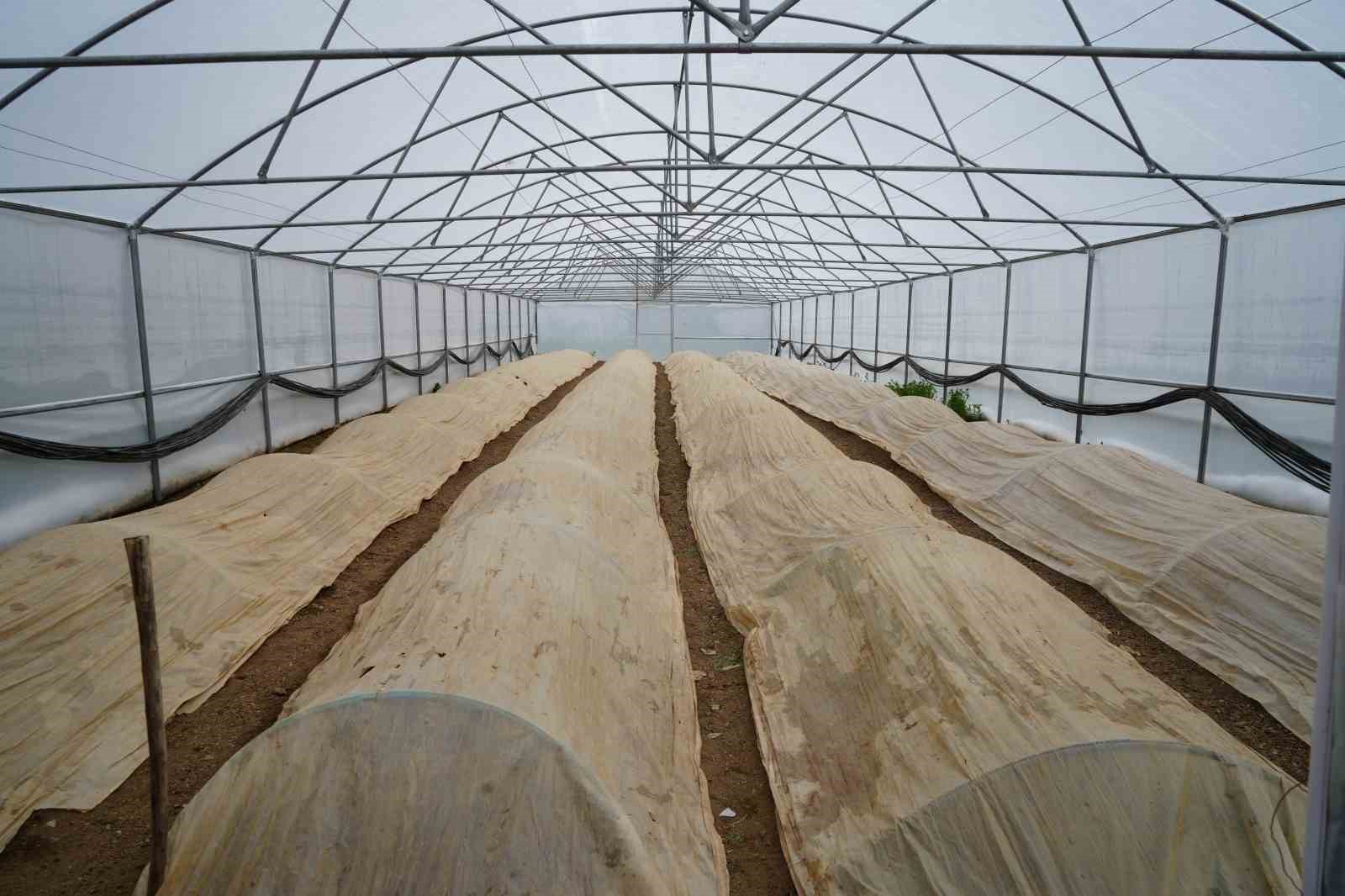 76 yaşındaki Bayburtlu üretici ata tohumları için zirai don nöbetinde
