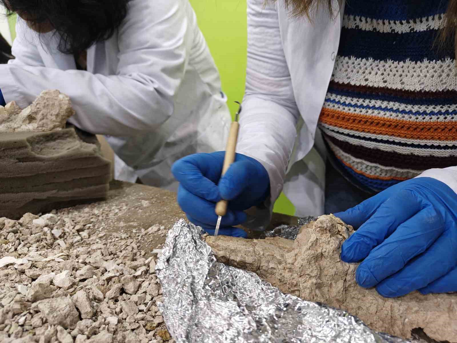 7,7 milyon yıllık tarihe ışık tutan Taşhan’da daha sonraki dönemlerde yaşayan türlerin fosilleri bulundu
