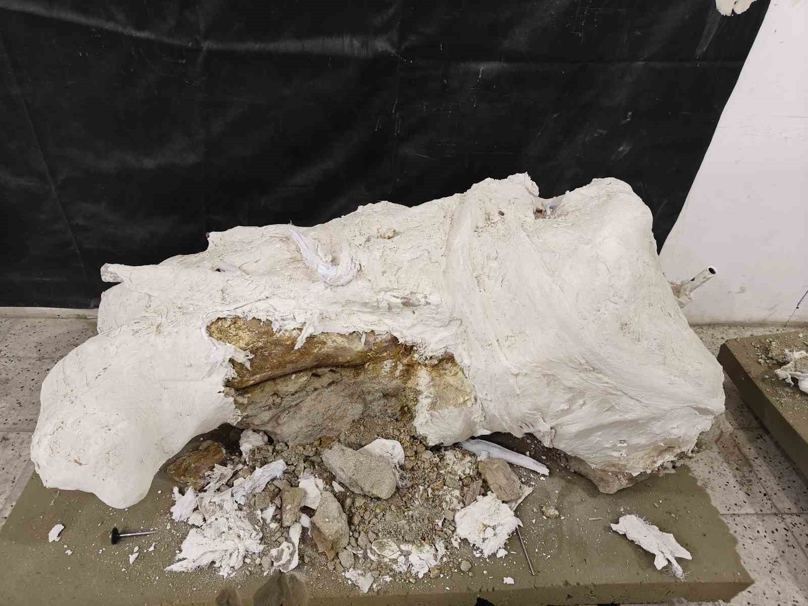 7,7 milyon yıllık tarihe ışık tutan Taşhan’da daha sonraki dönemlerde yaşayan türlerin fosilleri bulundu
