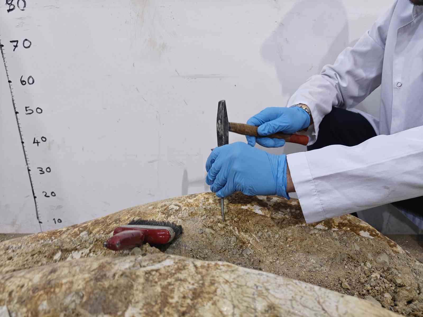 7,7 milyon yıllık tarihe ışık tutan Taşhan’da daha sonraki dönemlerde yaşayan türlerin fosilleri bulundu
