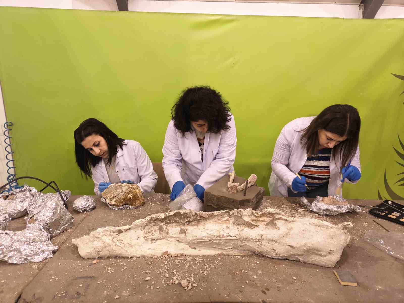 7,7 milyon yıllık tarihe ışık tutan Taşhan’da daha sonraki dönemlerde yaşayan türlerin fosilleri bulundu
