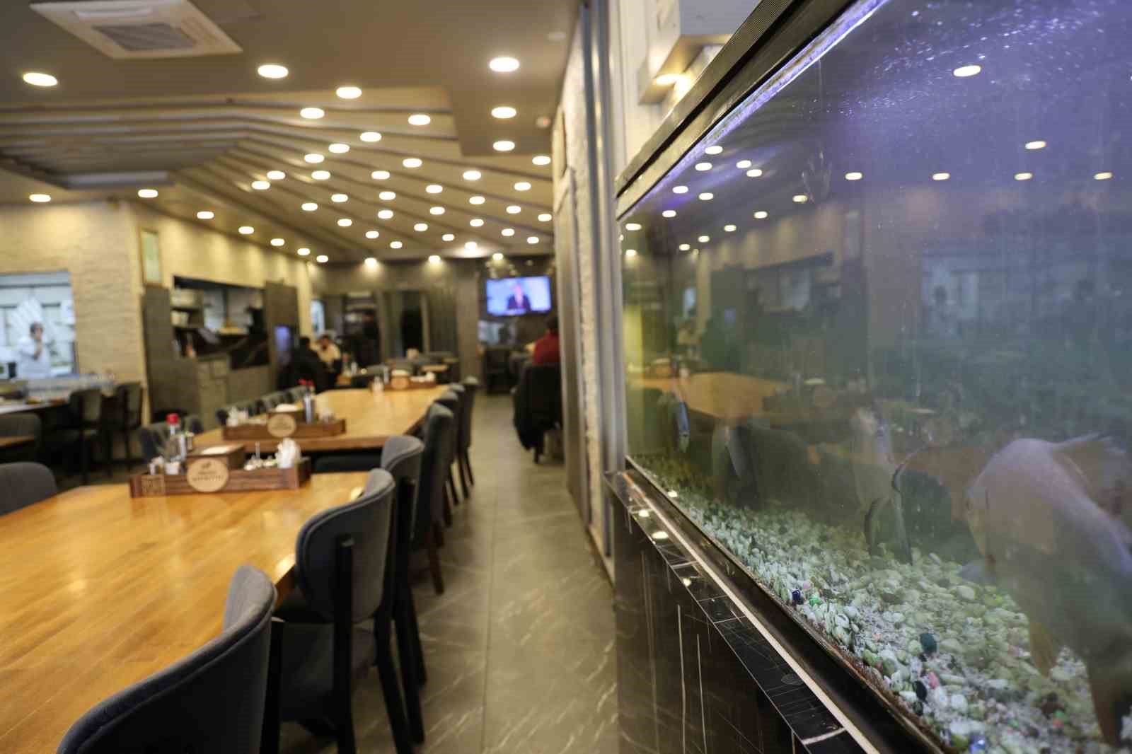 8 adet pirana balığı 12 yıldır kelle paçayla besleniyor
