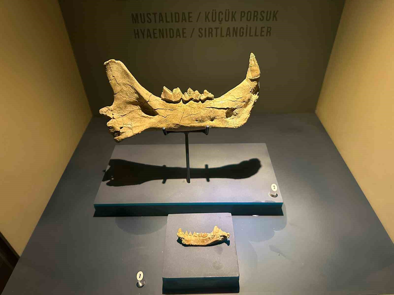 8 milyon yıl öncesine tanıklık eden müze 40 bin kişiyi ağırladı
