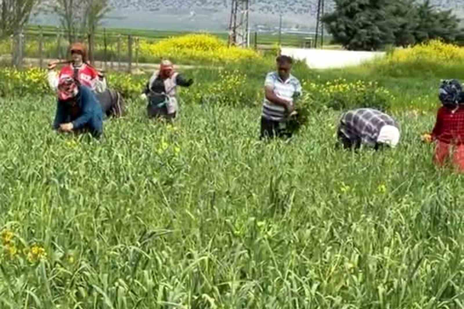 AB tescilli araban sarımsağında yabancı ot temizliği sürüyor
