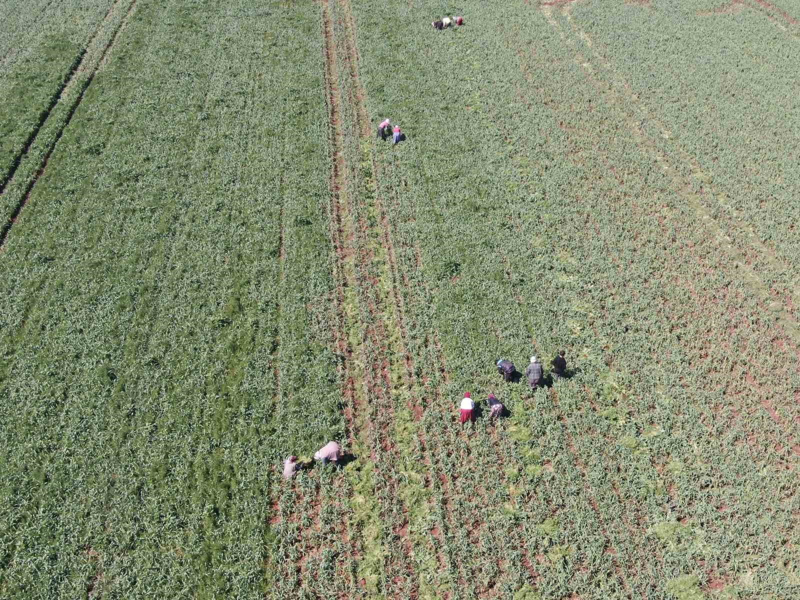 AB tescilli Araban sarımsağında yüksek rekolte ve kaliteli ürün bekleyişi
