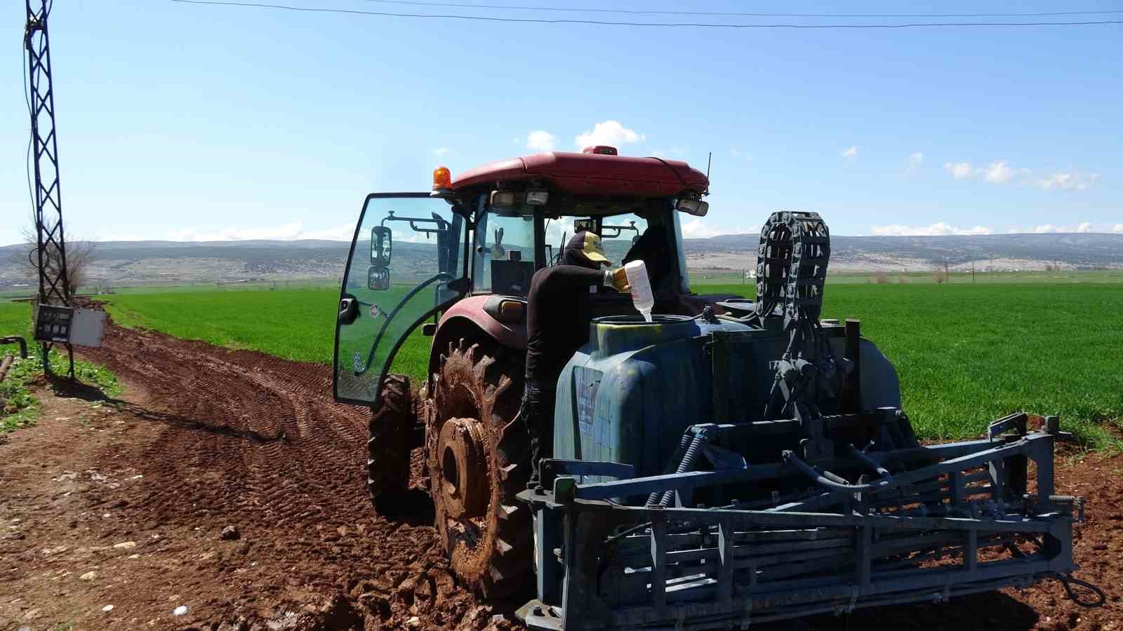 AB tescilli Araban sarımsağında yüksek rekolte ve kaliteli ürün bekleyişi
