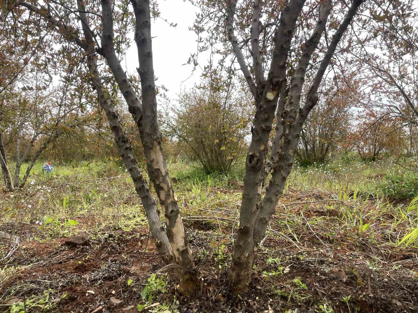 AB tescilli Suruç narında budama zamanı
