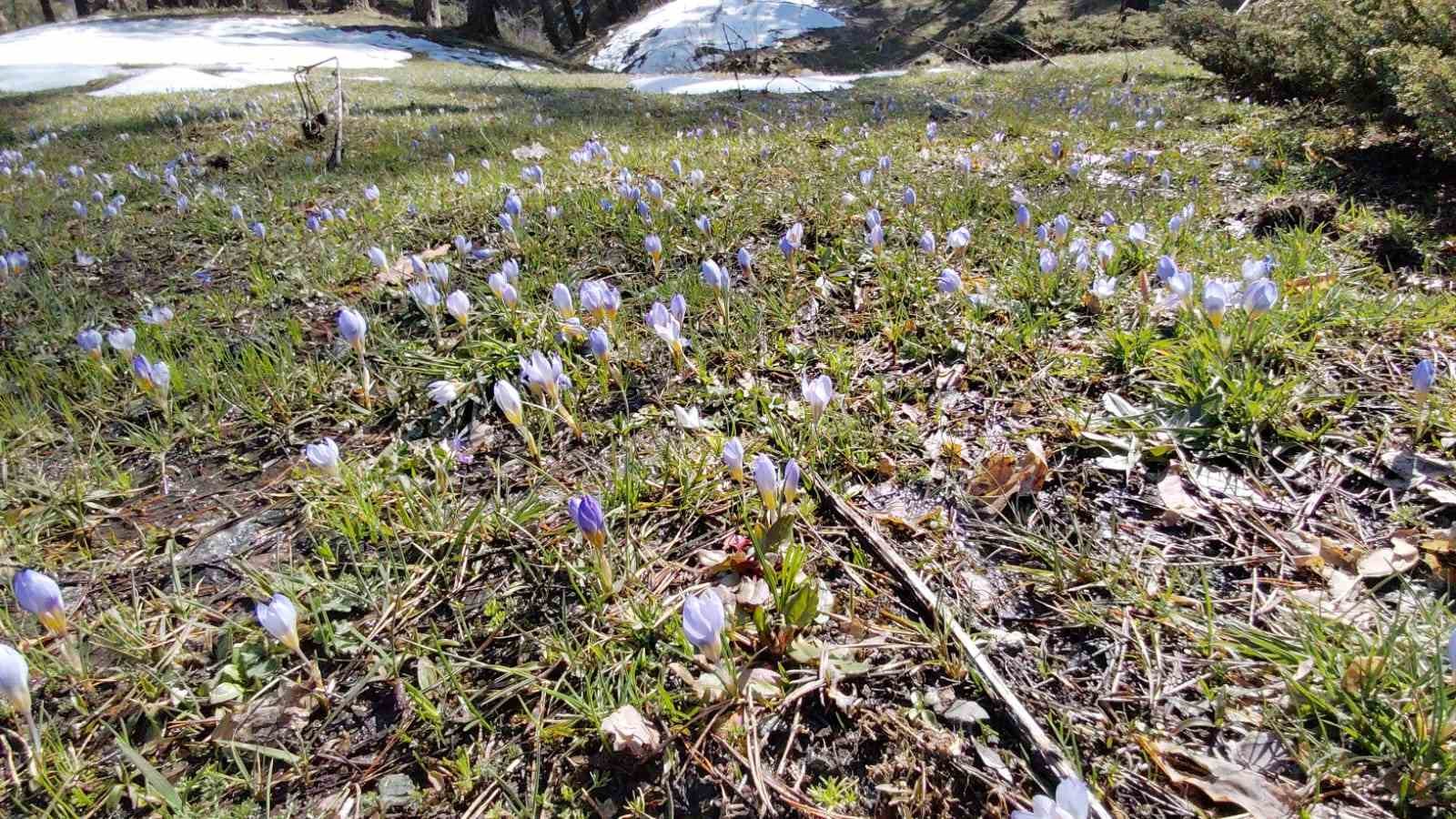 Abant’ta karların ardından bahar manzarası
