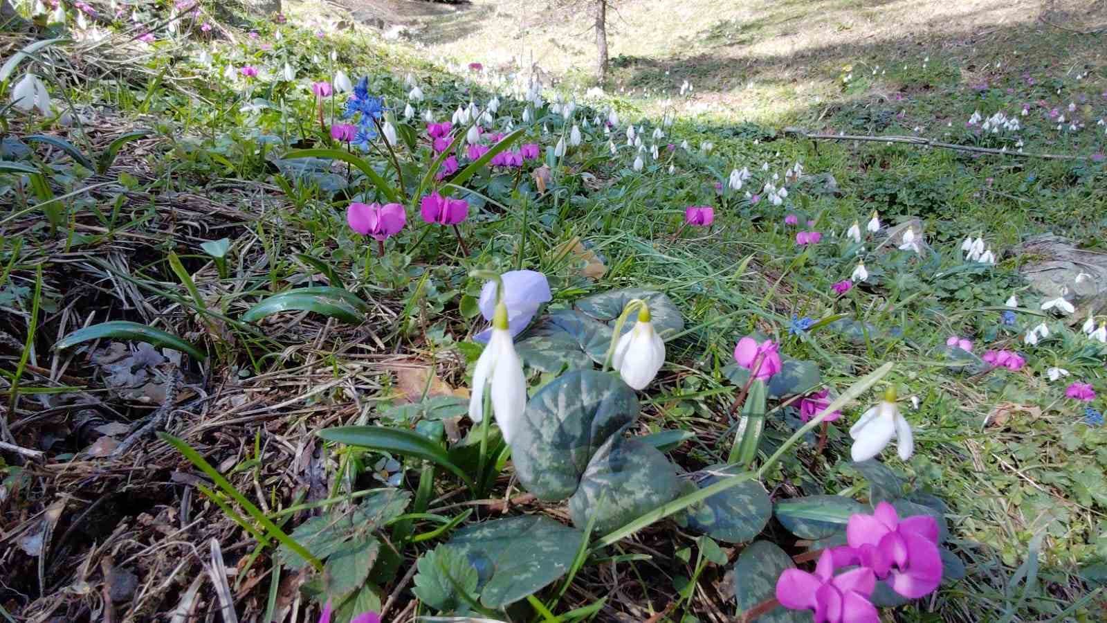 Abant’ta karların ardından bahar manzarası
