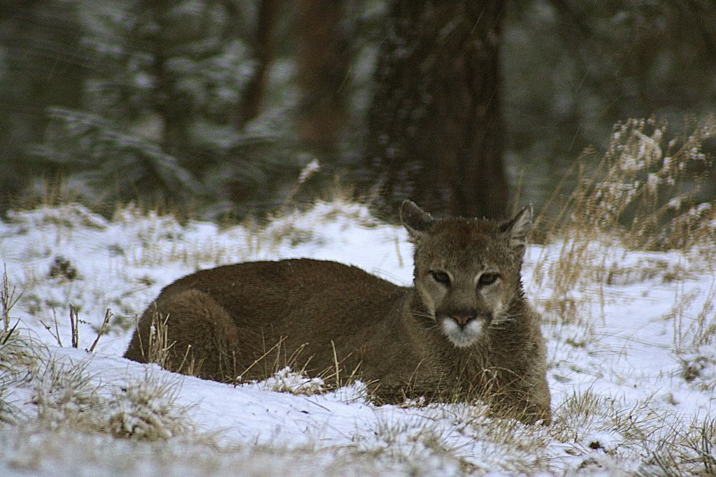 ABD’de Rocky Dağları’nda yürüyüş yapan kadın puma saldırısında öldü
