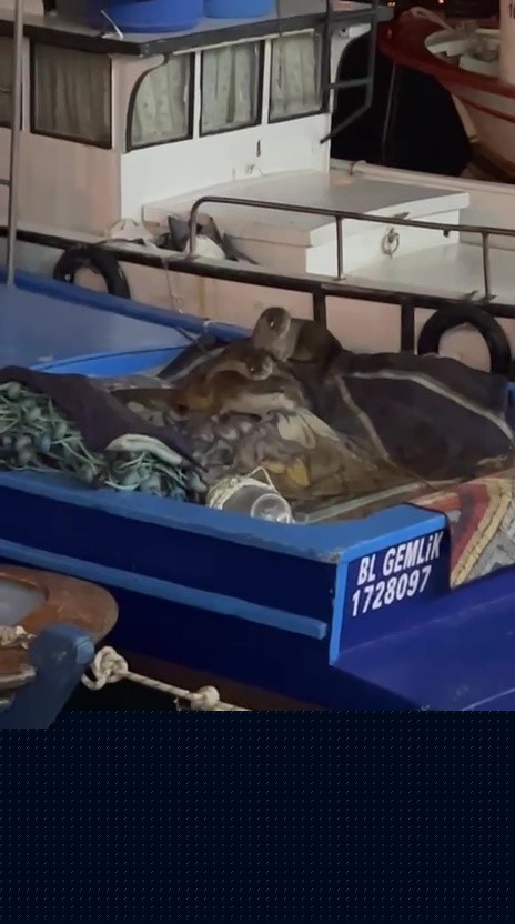 Aç kalan anne su samuru ve yavruları Gemlik’te tekneye sığındı
