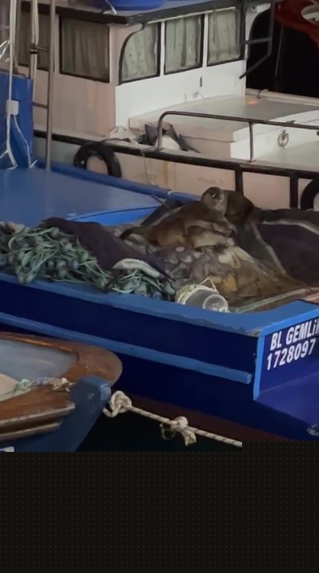 Aç kalan anne su samuru ve yavruları Gemlik’te tekneye sığındı
