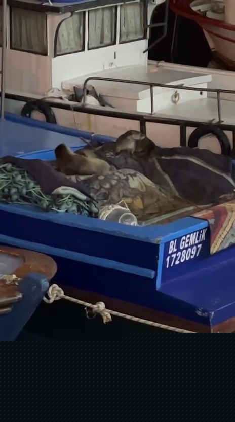 Aç kalan anne su samuru ve yavruları Gemlik’te tekneye sığındı
