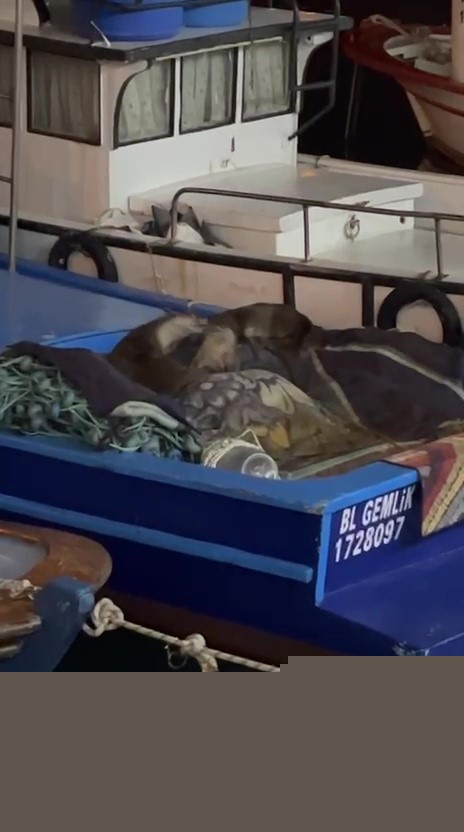 Aç kalan anne su samuru ve yavruları Gemlik’te tekneye sığındı
