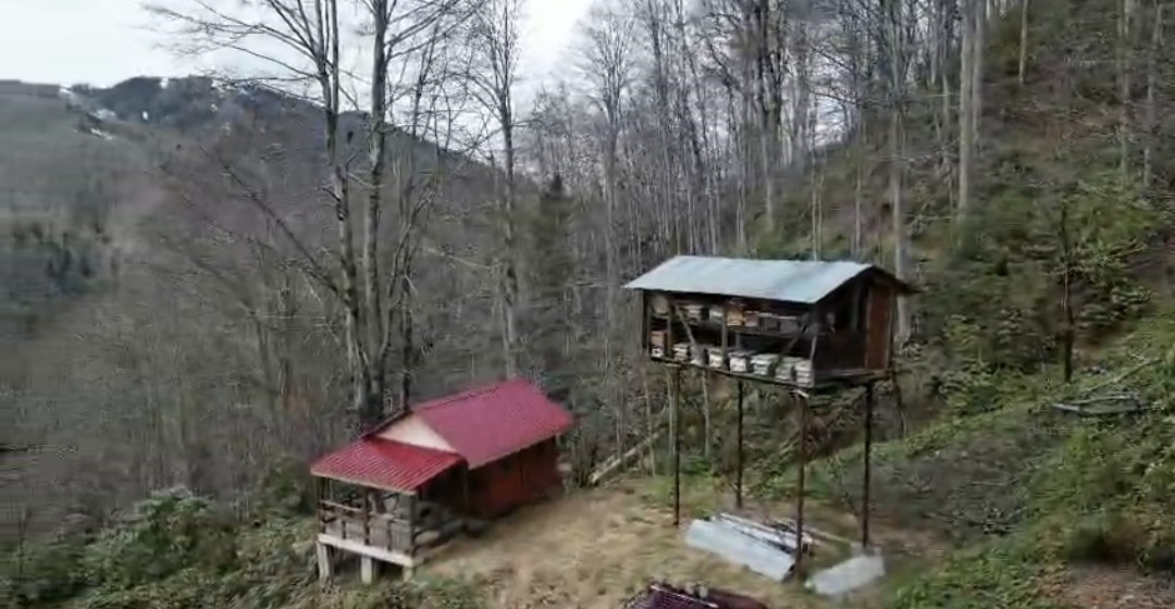 Aç kalan ayı kovanlara ulaşmak için düz demire tırmanmaya çalıştı
