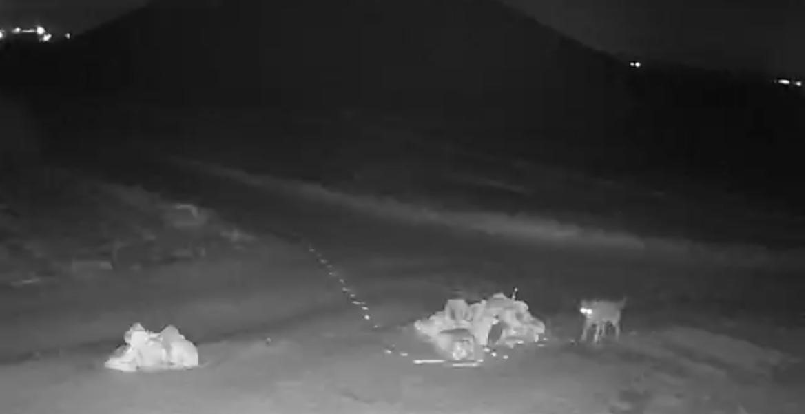 Aç kalan kurtlar köye indi
