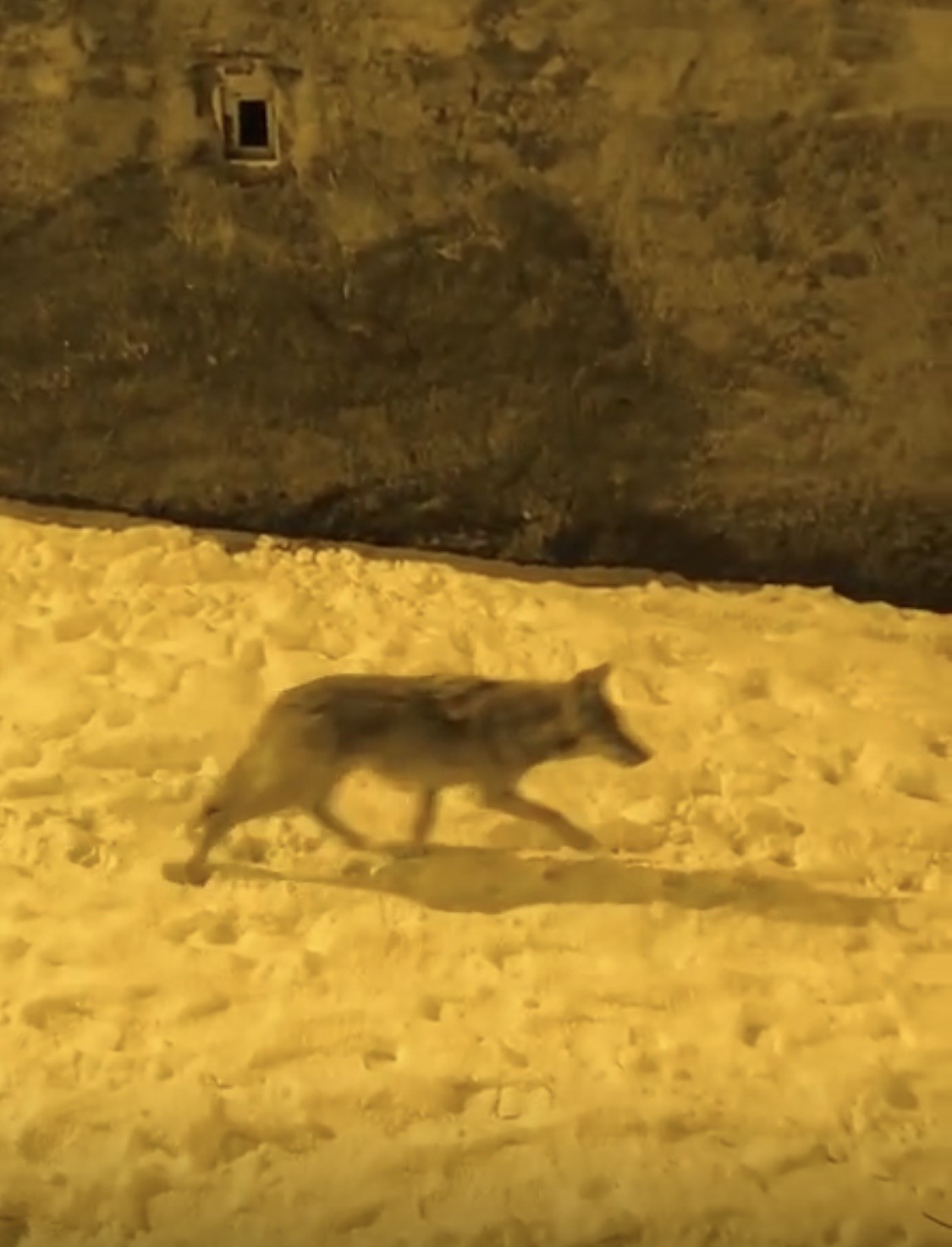 Aç kalan kurtlar şehir merkezine indi
