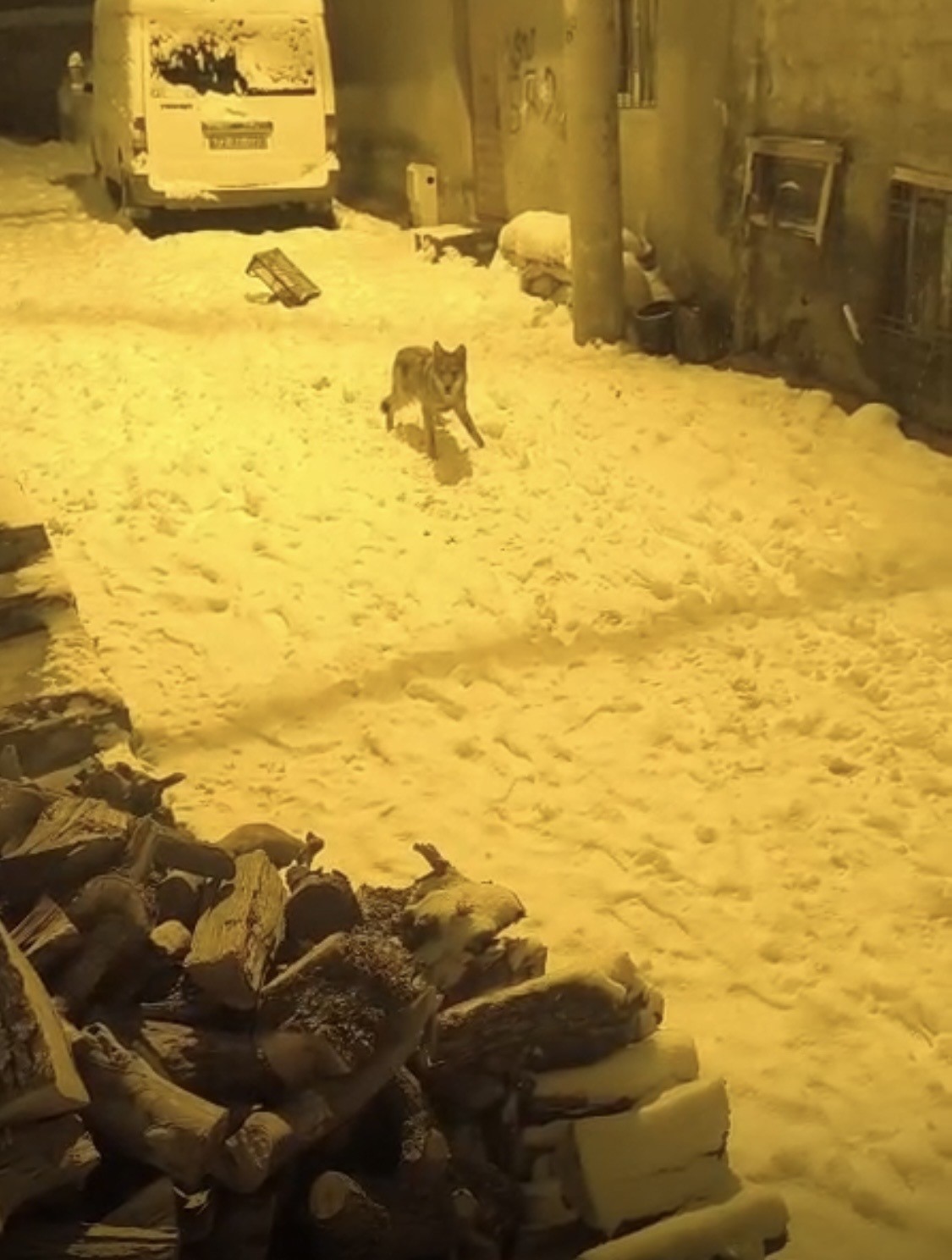 Aç kalan kurtlar şehir merkezine indi
