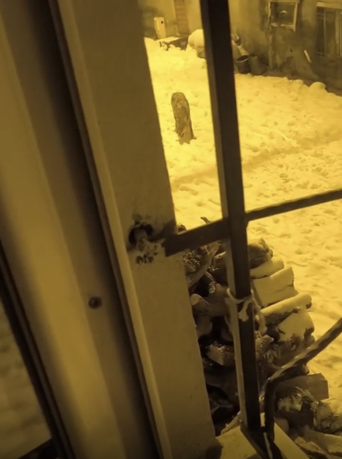 Aç kalan kurtlar şehir merkezine indi
