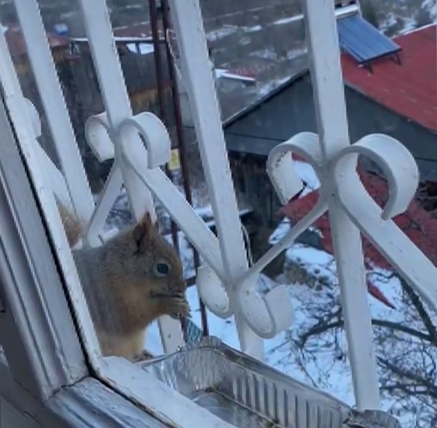Aç kalan sincaplar pencerelere misafir oluyor
