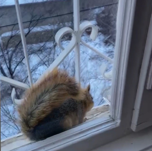 Aç kalan sincaplar pencerelere misafir oluyor
