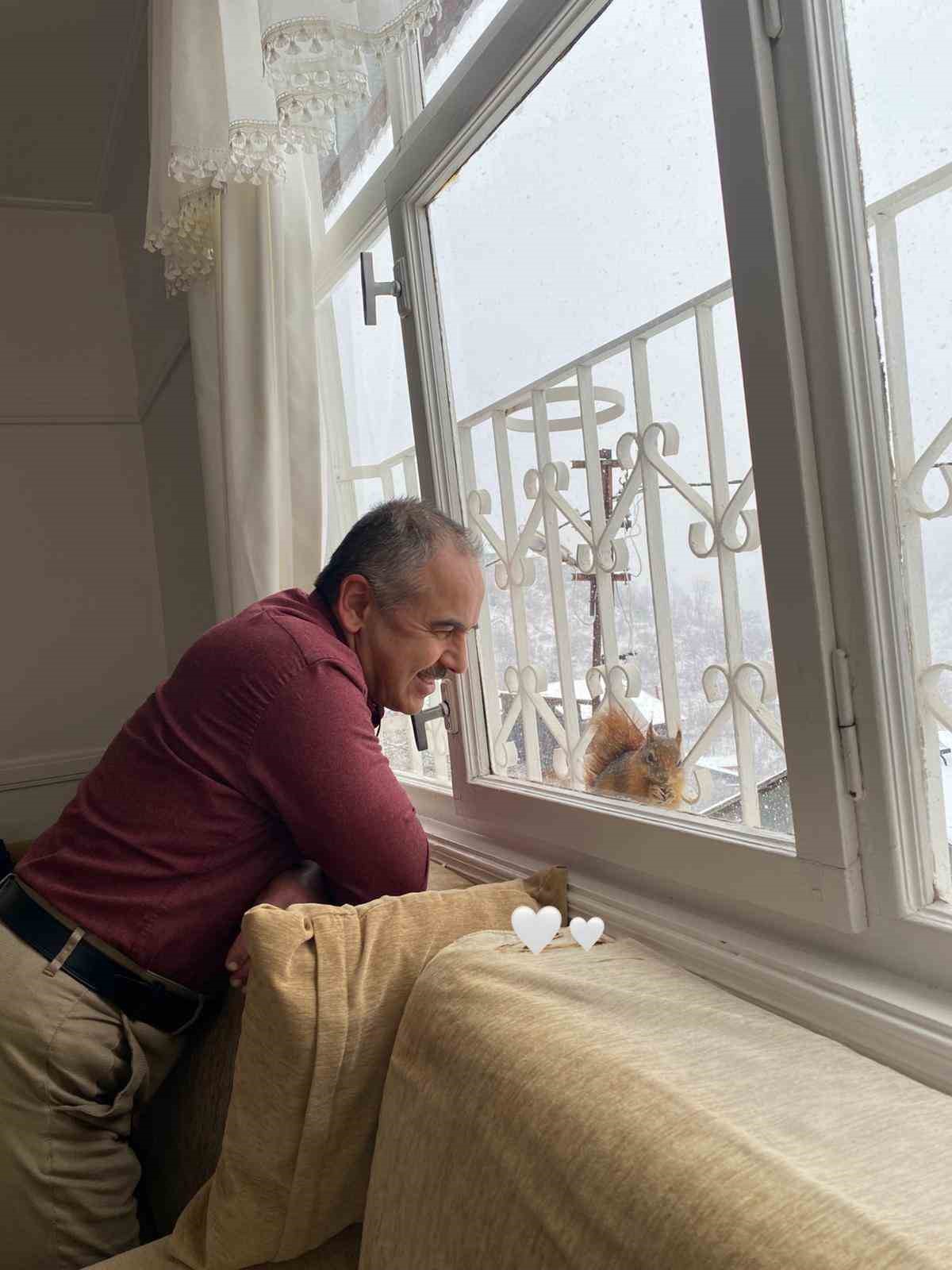 Aç kalan sincaplar pencerelere misafir oluyor
