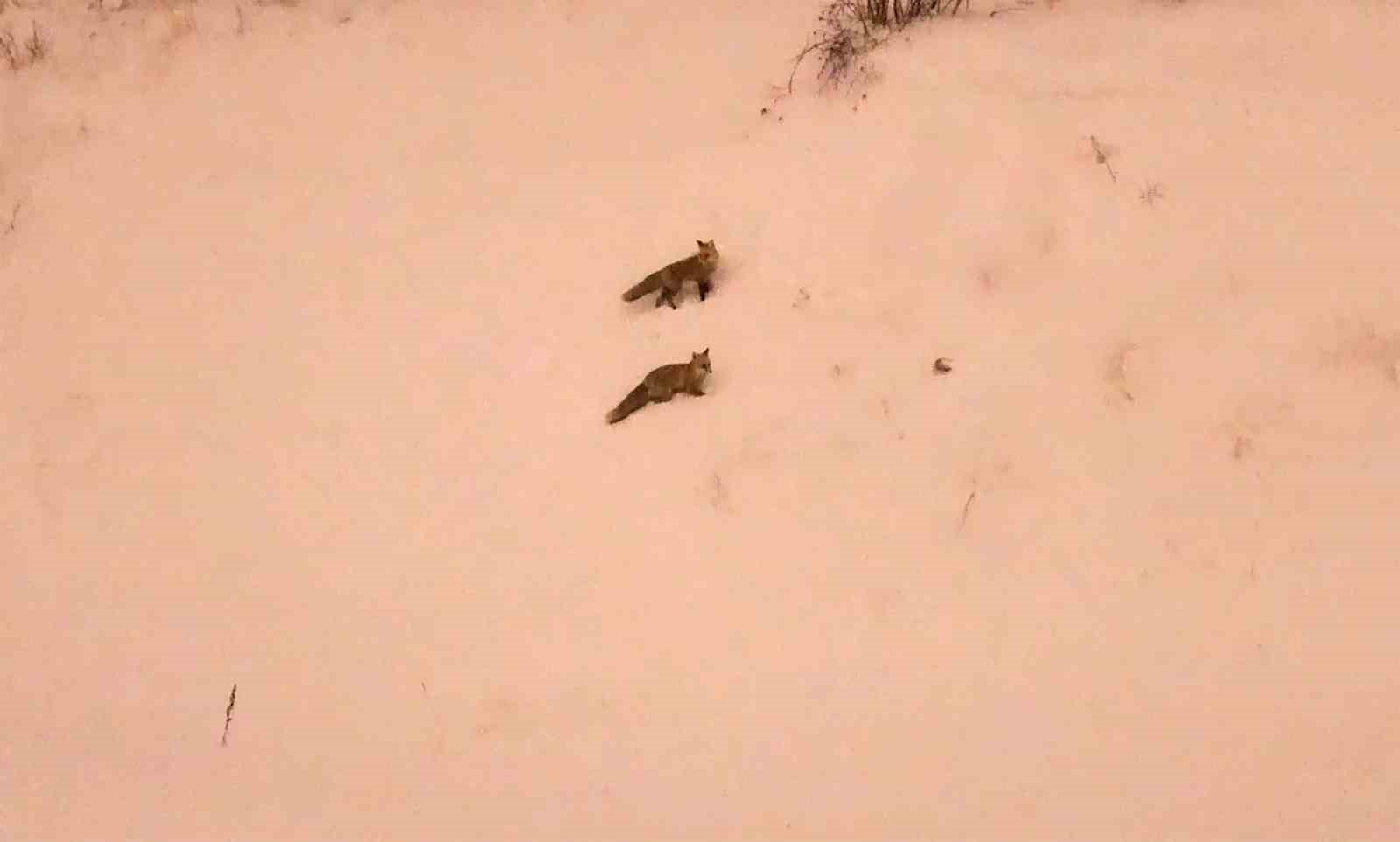 Aç kalan tilkiler yerleşim yerlerinde görülmeye başlandı
