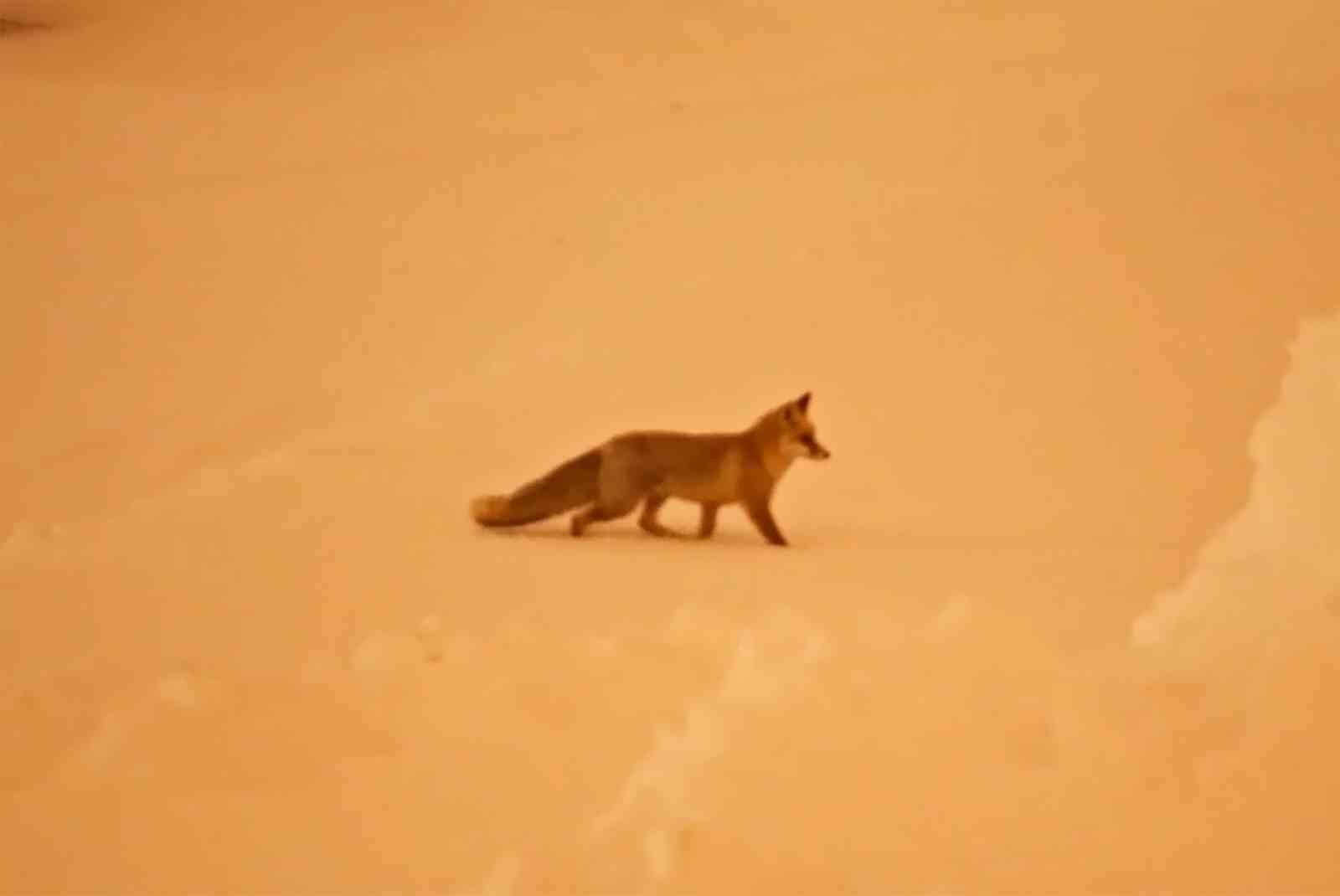 Aç kalan tilkiler yerleşim yerlerinde görülmeye başlandı
