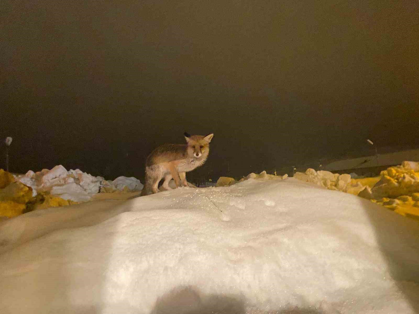 Aç kalan tilkiye şefkat eli: "O yedikçe ben mutlu oldum"
Aç kalan tilkiye şefkat eli: "O yedikçe ben mutlu oldum"