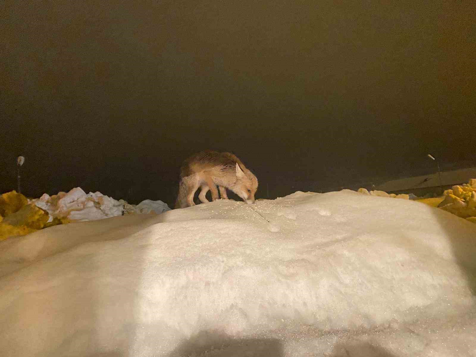 Aç kalan tilkiye şefkat eli: "O yedikçe ben mutlu oldum"
Aç kalan tilkiye şefkat eli: "O yedikçe ben mutlu oldum"