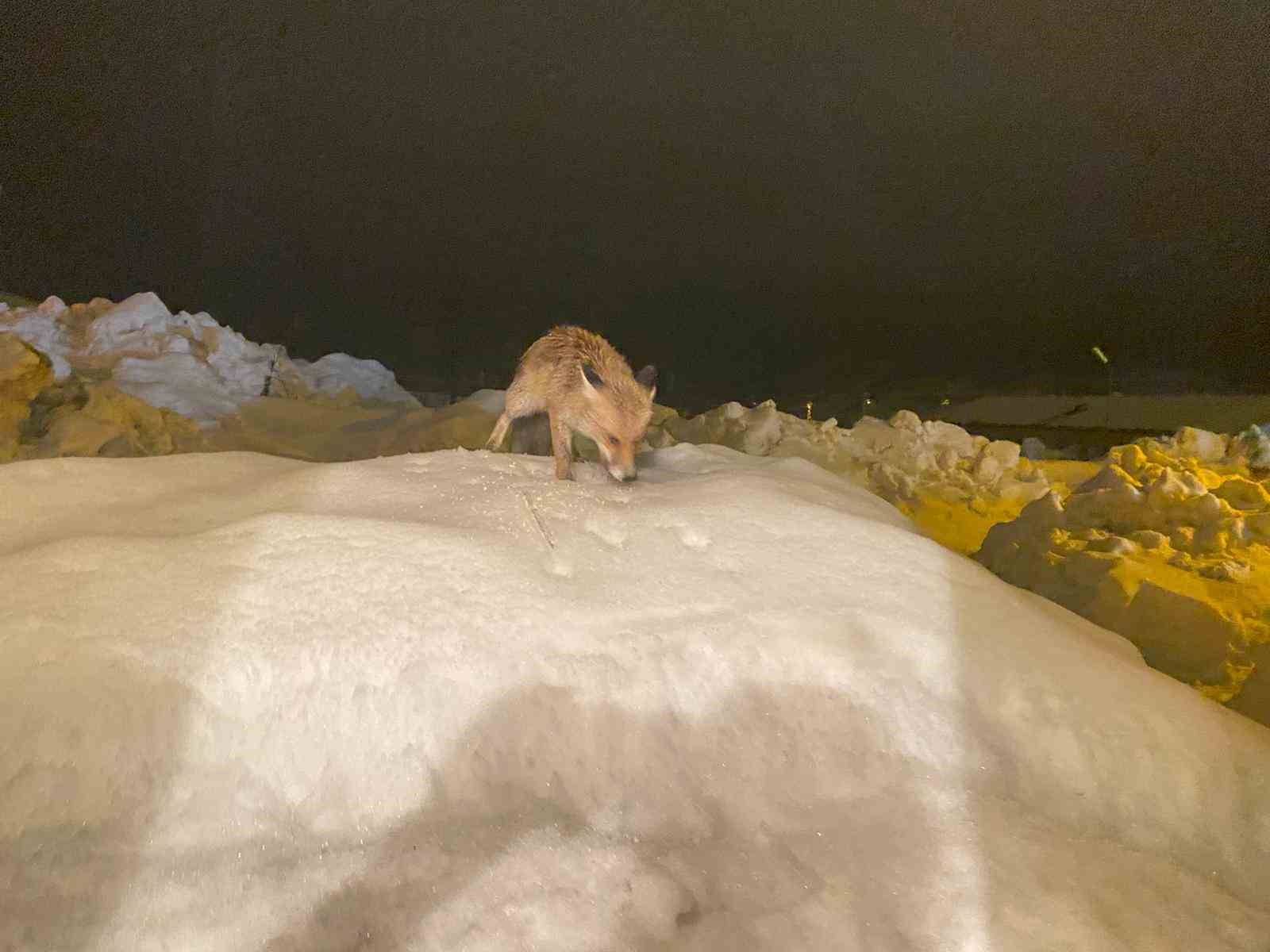 Aç kalan tilkiye şefkat eli: "O yedikçe ben mutlu oldum"
Aç kalan tilkiye şefkat eli: "O yedikçe ben mutlu oldum"