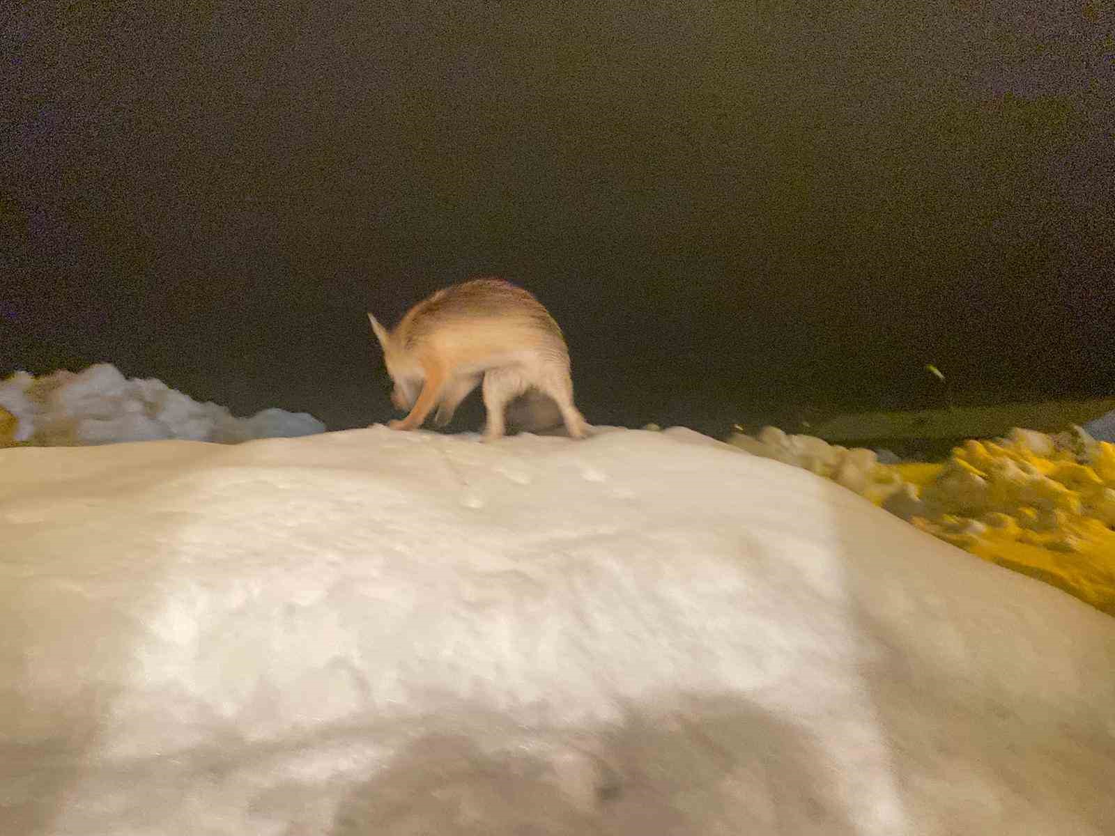 Aç kalan tilkiye şefkat eli: "O yedikçe ben mutlu oldum"
Aç kalan tilkiye şefkat eli: "O yedikçe ben mutlu oldum"