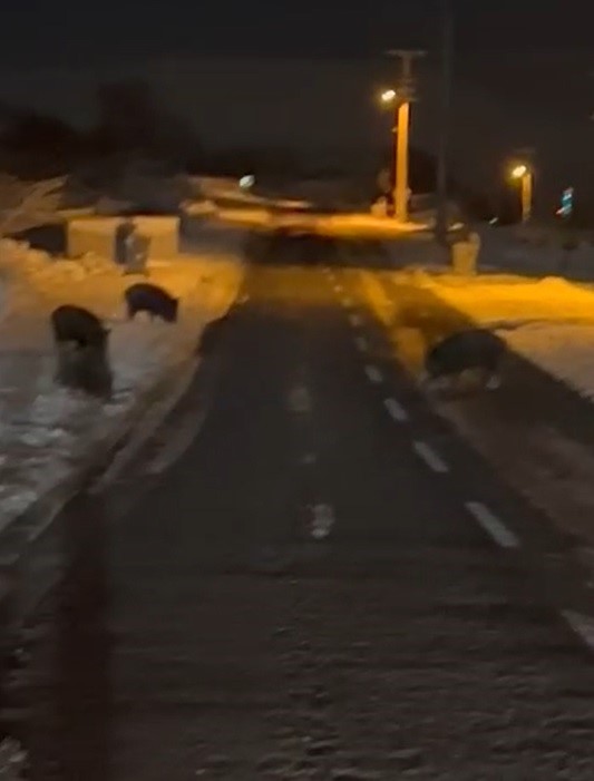 Aç kalan yaban domuzları yerleşim yerine indi
