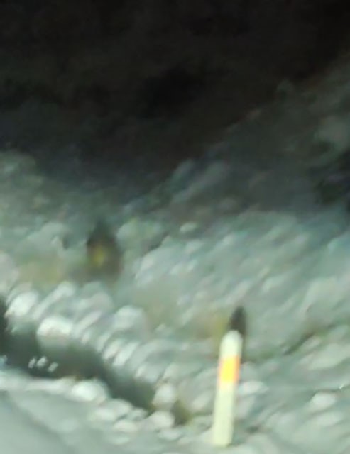 Aç kalan yaban domuzu kara yoluna indi
